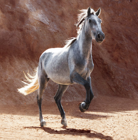 a young andalusia horse increases with the front legs, brown rocks in the backgroundの写真素材