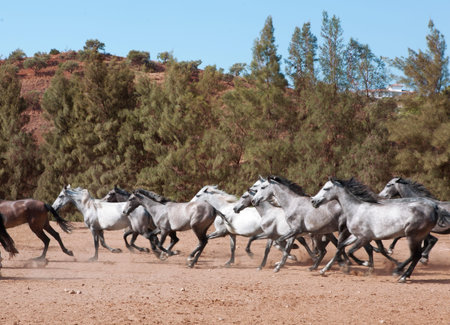 a herd of Andalusia horses galloping in southern spain