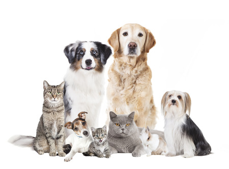 Different dogs and cats against white background, isolatedの写真素材