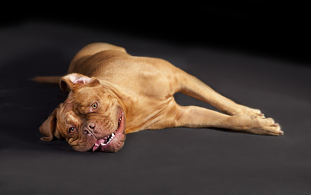 A brown bordeaux dogge lying down and looking to camera, background blackの写真素材