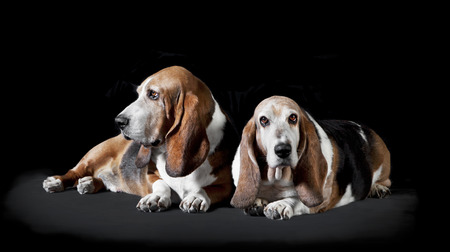 two basset hound lying and tired, background blackの写真素材