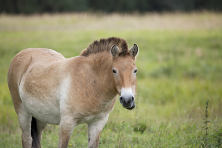 a Przewalski horse eats grass in a meadowの写真素材