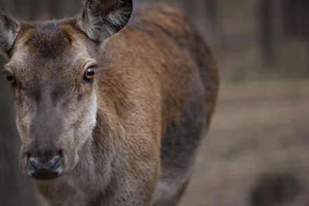 a female deer doe in the forest, close-upの写真素材
