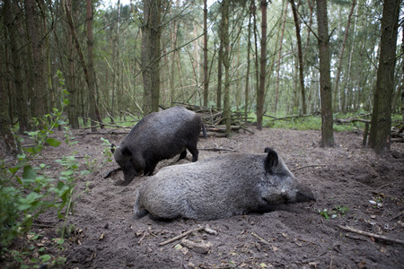 two grown wild boars burrow and wallow in the forestの写真素材