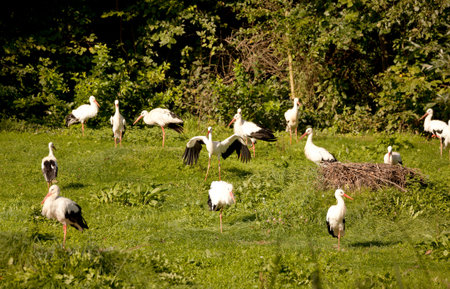 many white storks standing in a meadow and looking for food