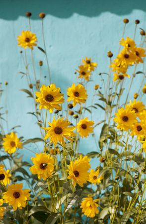 many yellow perennials
Sunflowers in front of a blue wallの写真素材
