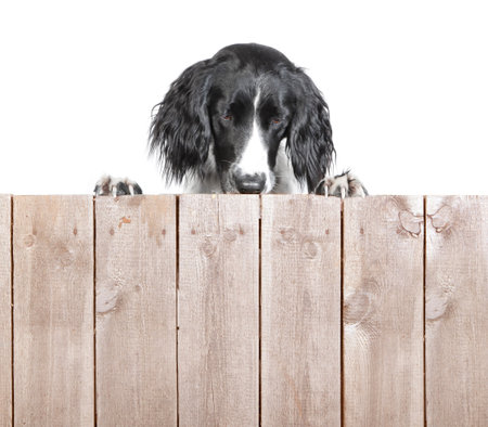 A large Muensterlaender dog behind a wooden wall without text