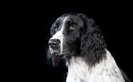 a large Muensterlaender dog photographed in the studioの写真素材