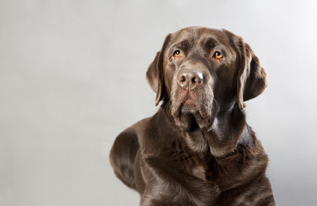 A labrador lying in front of gray background, portraitの写真素材