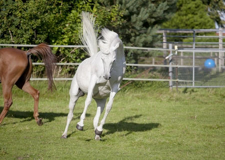 a white Arabian horse out in a pasture jumps in the airの写真素材
