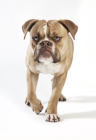 a young english bulldog from the front, white backgroundの写真素材