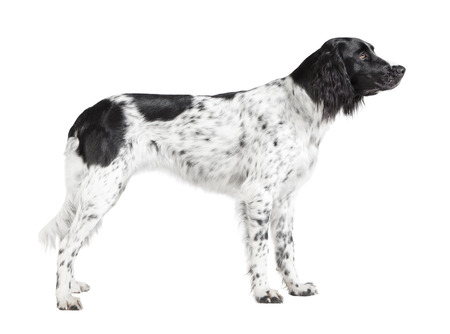 a large Muensterlaender dog photographed in the studio, white backgroundの写真素材