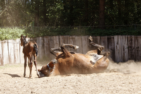 a young brown foal stands with the mother on a paddockの写真素材