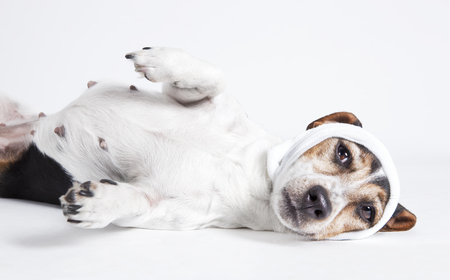 a Jack Russel lying, looking to the camera with head bandage, isolatedの写真素材