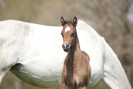 Mare and foal the first time after the birth in the pastureの写真素材