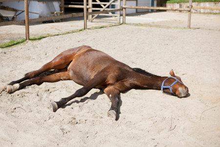 a brown horse is sleeping lying in the sun on a paddockの写真素材