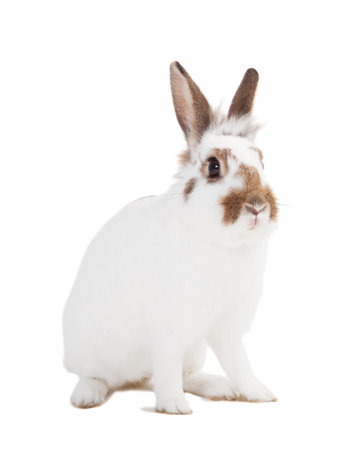 a cute white rabbit isolated against white backgroundの写真素材