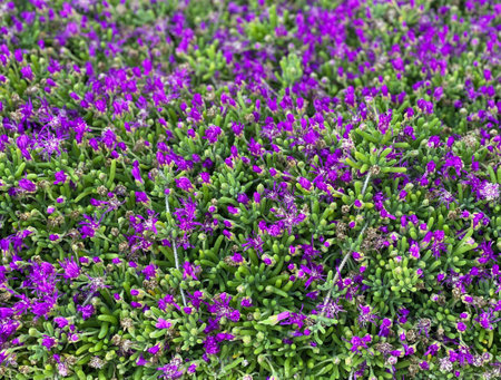 Close up of purple flowers in the garden. Floral background.の写真素材
