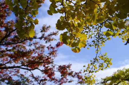 Autumn leaves of beautiful ginkgo in Japanの写真素材