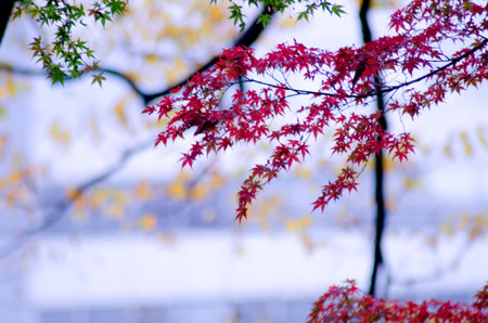 A maple of autumn leaves at Koishikawa Korakuen in Tokyo, Japan