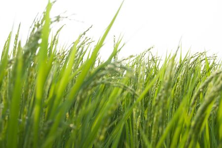 Rice paddyの写真素材