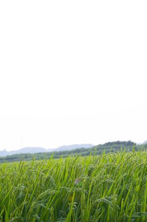 Rice paddyの写真素材