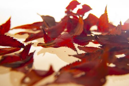 Autumn, fallen leavesの写真素材