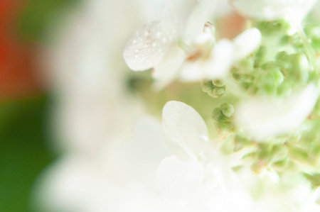 hydrangea