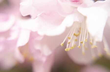 Quinceの写真素材