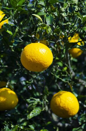 citrusの写真素材