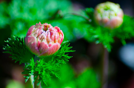 Anemones, buds