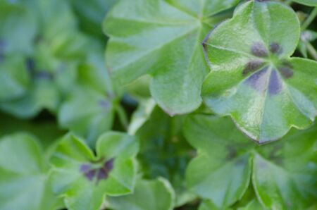 Geranium, leafの写真素材