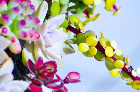 Echeveria, succulentの写真素材