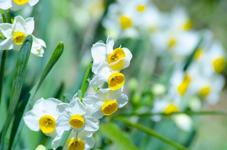 Japanese narcissus, narcissusの写真素材