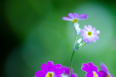 Primrose