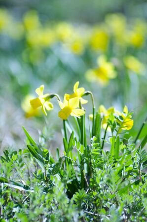 Narcissusの写真素材