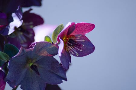Christmas rose, lenten rose, helleboreの写真素材
