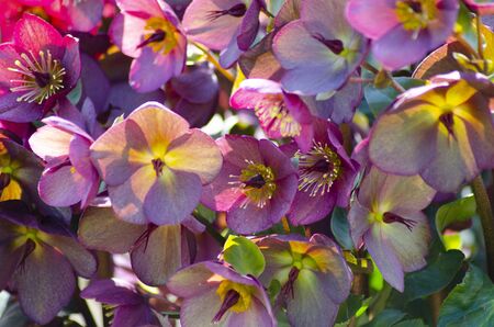 Christmas rose, lenten rose, helleboreの写真素材