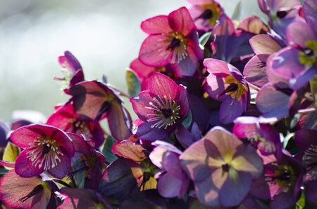 Christmas rose, lenten rose, helleboreの写真素材