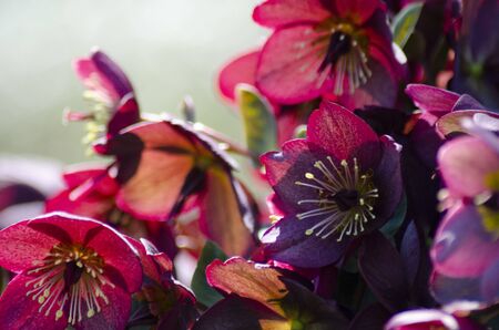 Christmas rose, lenten rose, helleboreの写真素材
