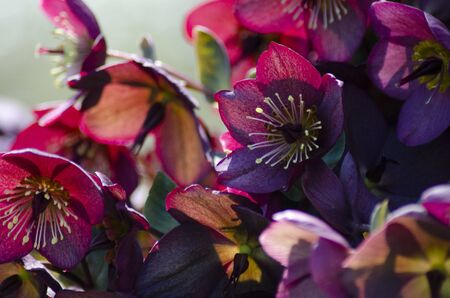 Christmas rose, lenten rose, helleboreの写真素材