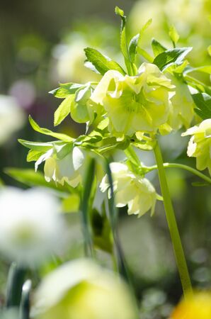 Christmas rose, lenten rose, helleboreの写真素材
