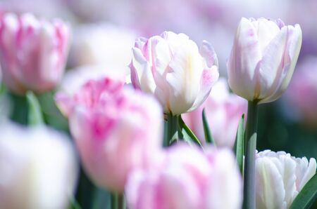Tulipの写真素材