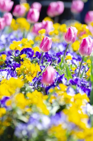 Tulipの写真素材