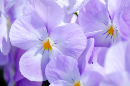 Pansy, Viola