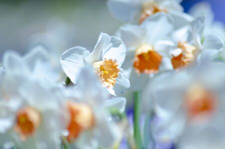 Narcissusの写真素材