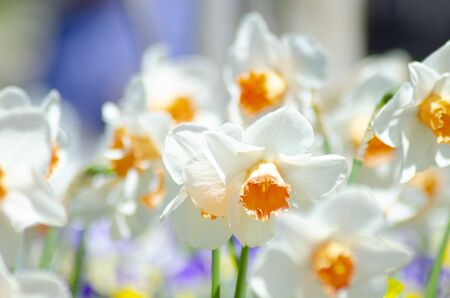 Narcissusの写真素材