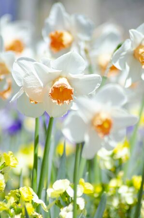 Narcissusの写真素材