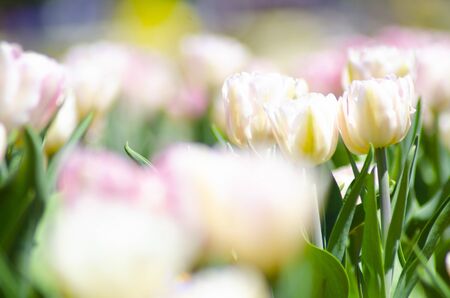 Tulipの写真素材