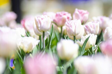 Tulipの写真素材